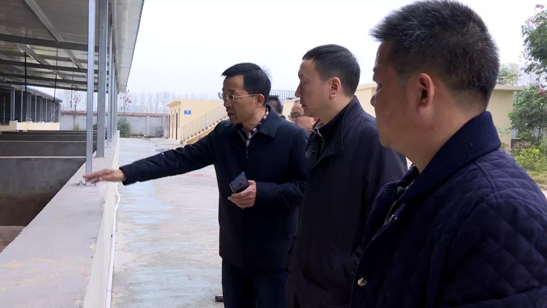 放心！我县未出现非洲猪瘟疫情