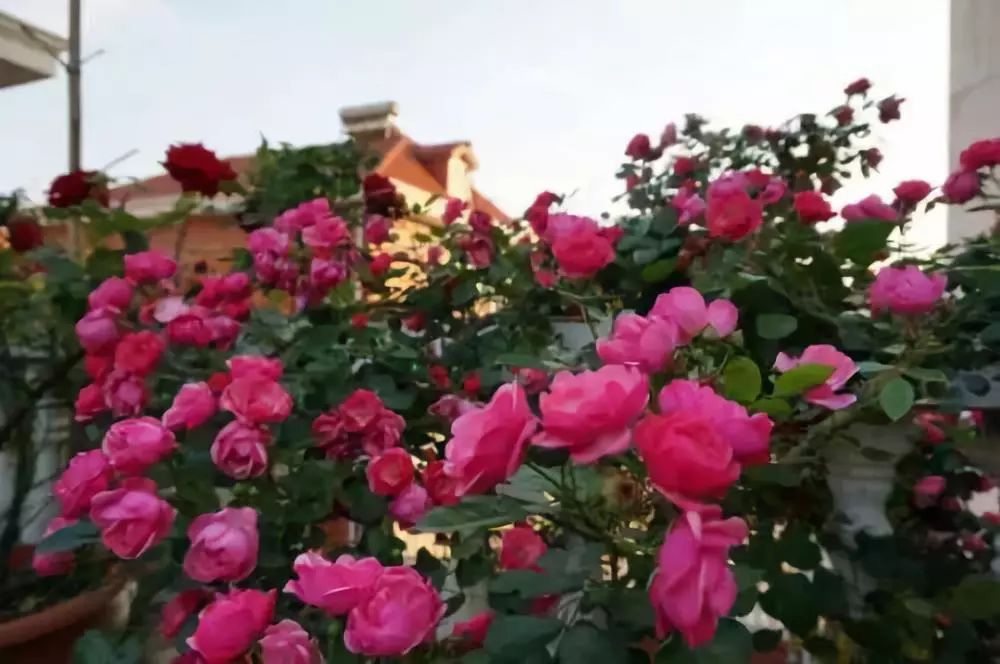 如何给藤本月季打造一面花墙,藤本月季种几棵才能出花墙的效果