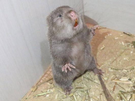 小竹鼠从小养到大,小小竹鼠