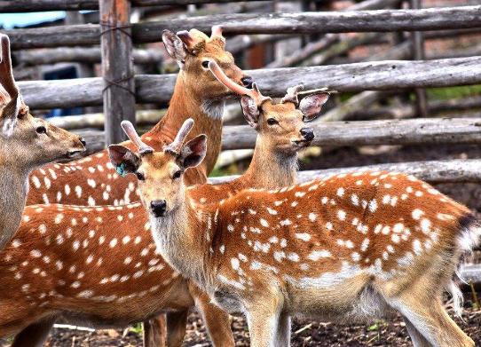 小鹿怎么赚钱,养50只鹿一年赚多少钱