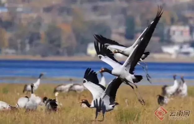 丽江市青少年田径运动会100米,丽江市古城区一中运动会