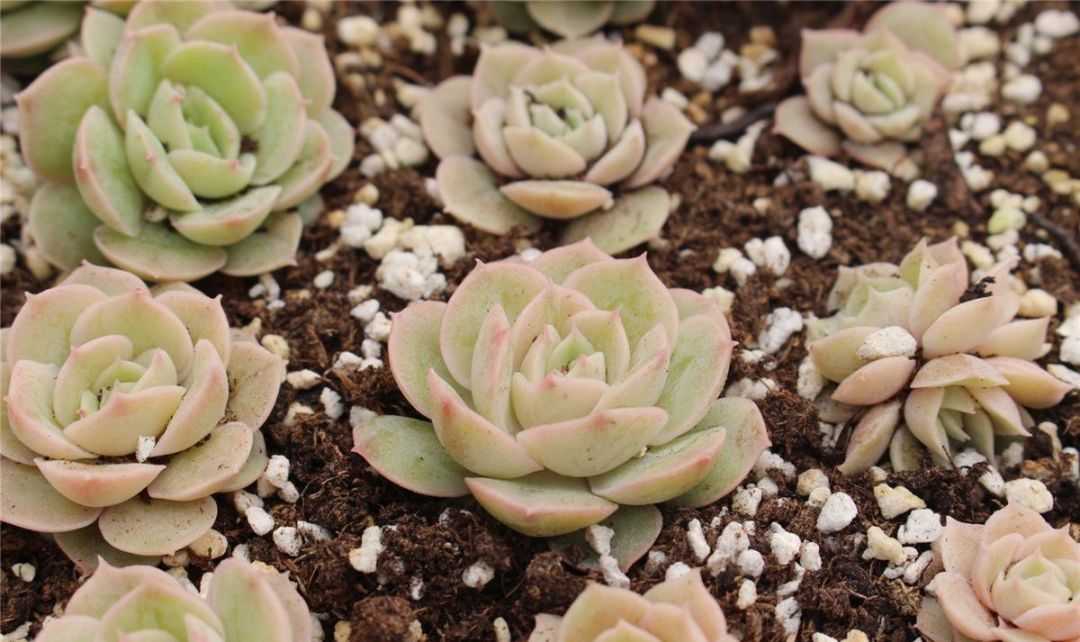 成都最新批发市场,成都最大的小商品批发市场在哪里