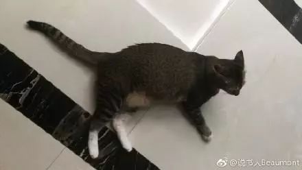 萌爪神吐槽馆,说你想说的