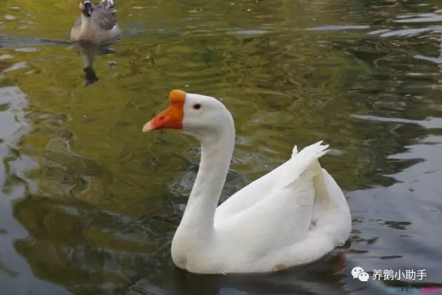 大白鹅饲养一年收入,家养大白鹅饲养教学
