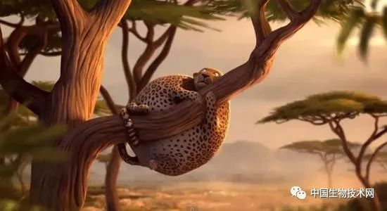 饱腹感：来自肠道激素对褐色脂肪的作用