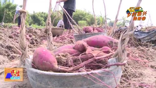 红姑娘农产品,防城区红姑娘红薯