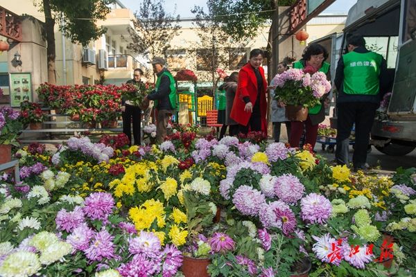 东湖水杉林武汉最美的秋色,航拍武汉风景