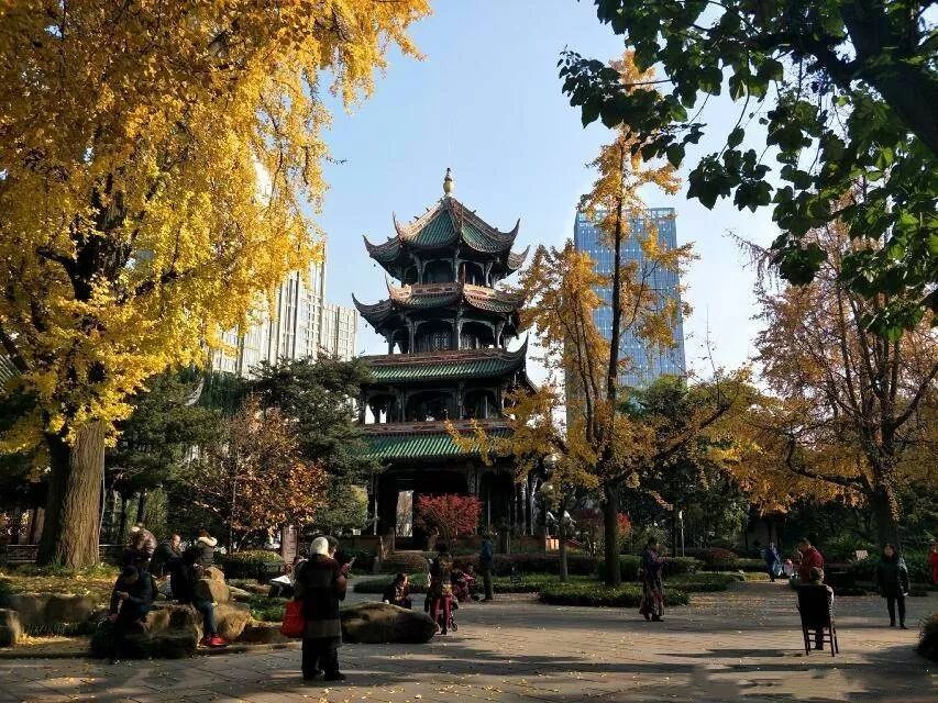 成都锦江边最漂亮的银杏,成都银杏美图