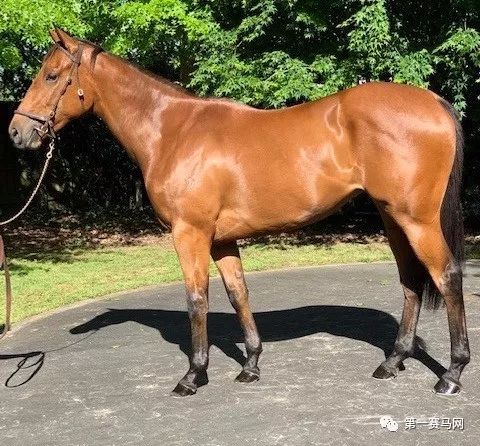 「买马」莱德旗下赛驹拍出高价，中国马主团豪砸重金购入佳驷，新西兰卡拉卡两岁受训马拍卖会隆重开槌