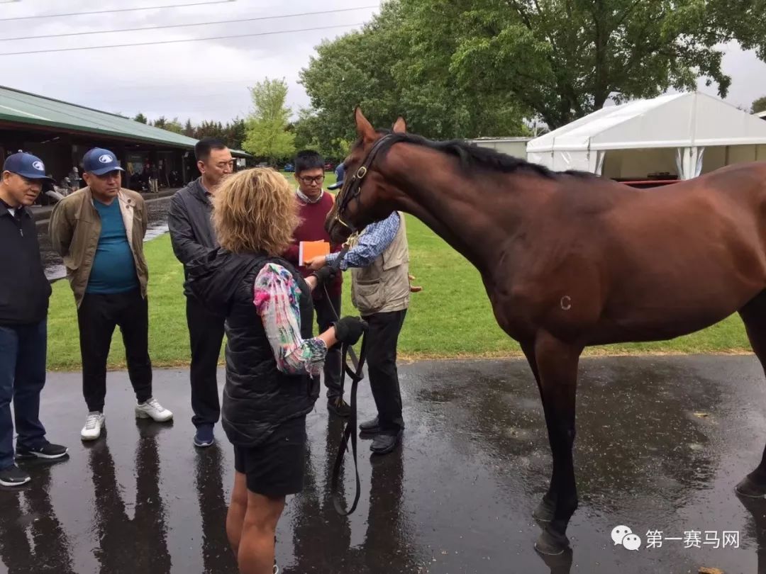 「买马」莱德旗下赛驹拍出高价，中国马主团豪砸重金购入佳驷，新西兰卡拉卡两岁受训马拍卖会隆重开槌