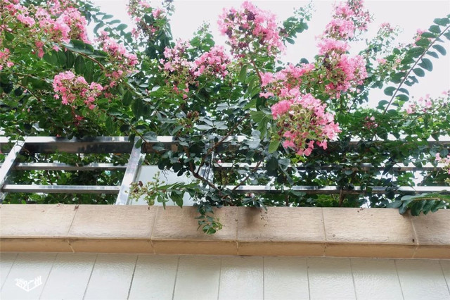 越秀华侨新村二期,广州越秀区生活的真实感受