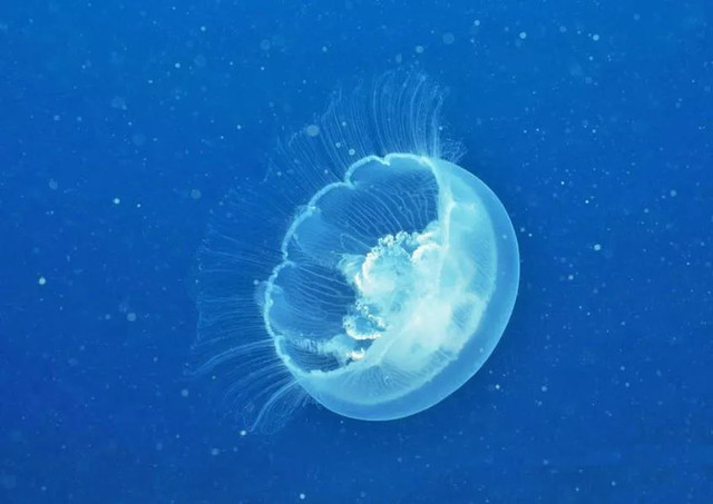 惠州一日游必去的10个免费景点,惠州游玩小众景点攻略大全