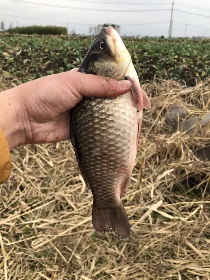 冬季长竿短线怎么选位,野钓长竿短线技巧和方法