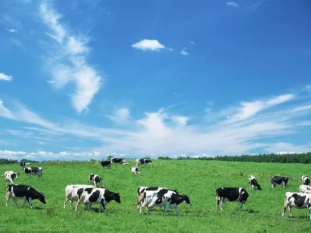 一条拼团|“百菲酪”水牛奶,日东红茶经典奶茶