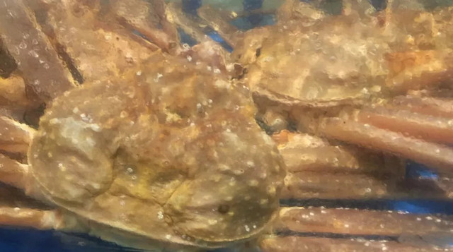 帝王蟹1499元,帝王蟹1299元