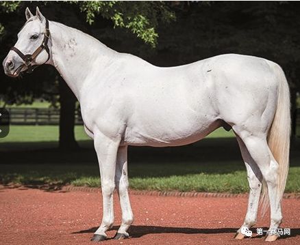 「特稿」数一数，谁是最强的世界纯血种公马？