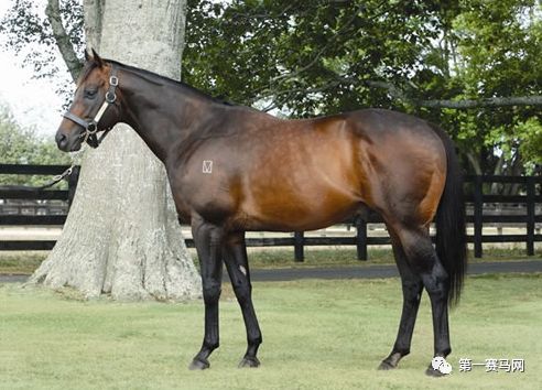 「特稿」数一数，谁是最强的世界纯血种公马？