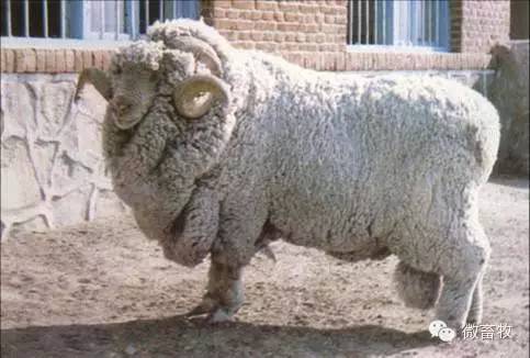 现在羊的品种最好的是什么品种,羊品种大全