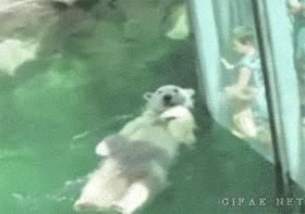 世界上最长寿的五种动物,养动物可以长寿