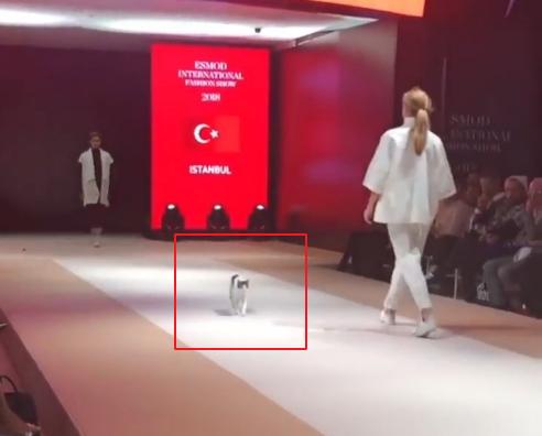 猫咪误闯漫展,喵星人t台走秀