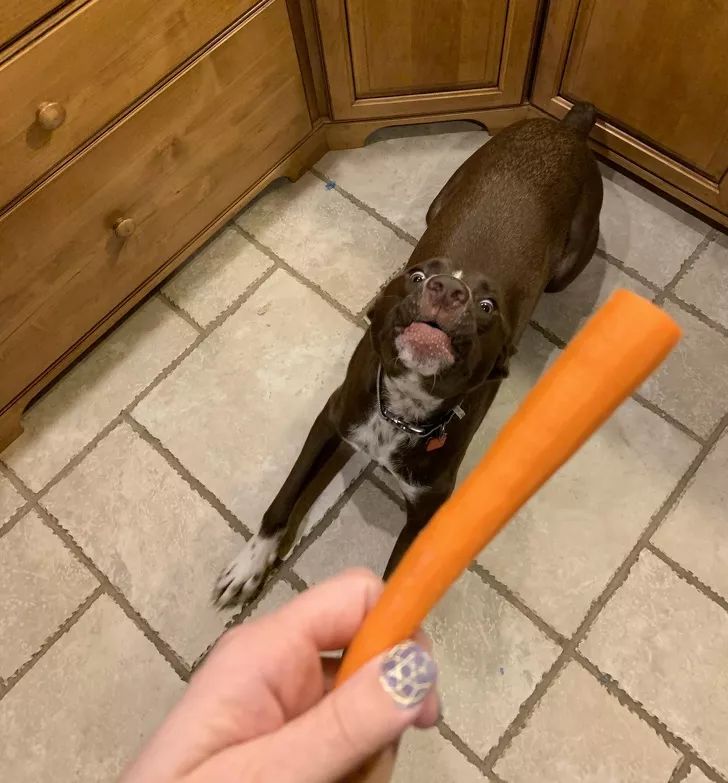 狗狗给你看它最喜欢的玩具,狗狗和它们最喜欢的玩具长见识了