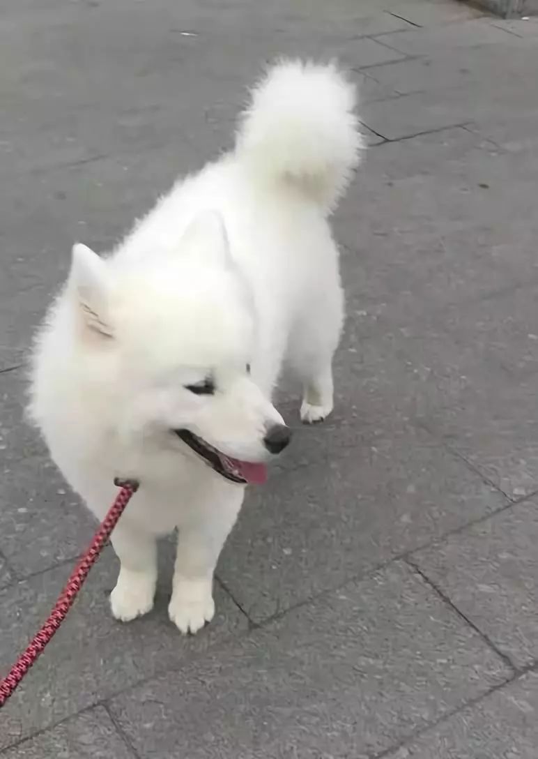 看猫咪如何对狗狗大打出手,猫狗大战猫咪