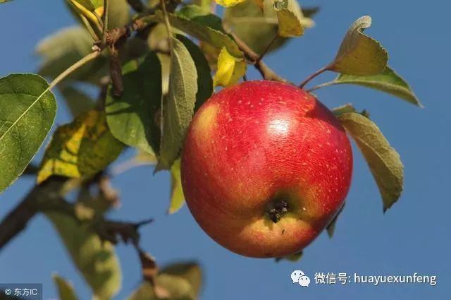 11则寓言故事,小故事中大道理,收藏起来讲给孩子听,受益一辈子