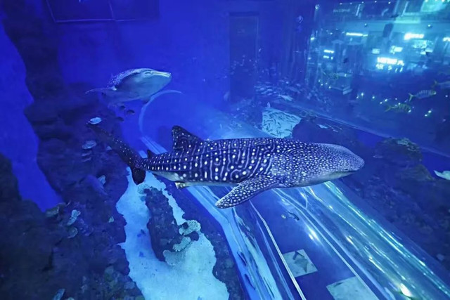 四川居然有一片蓝色海洋,成都蓝色海洋