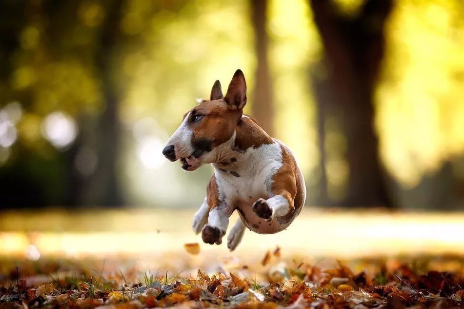 五个月的牛头梗好养吗,牛头梗这么丑为什么还有人养