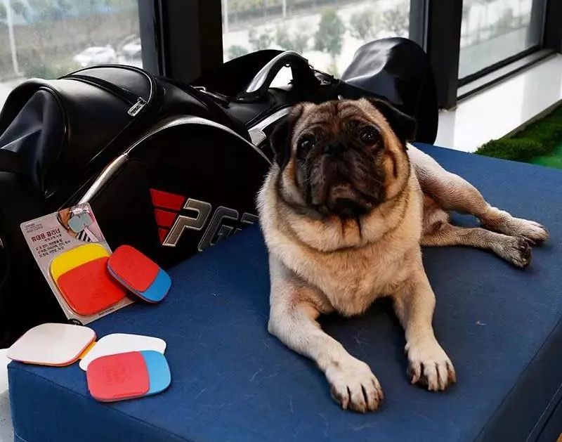 黑色纯棉衣服粘毛妙招,衣服粘毛絮用啥方法