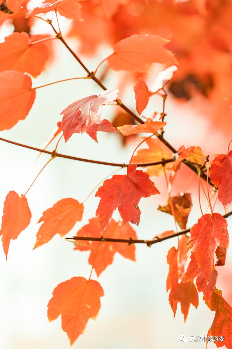 红叶最佳旅游地点武汉,武汉看红叶最好的地方