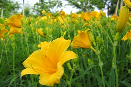 金娃娃萱草价格,金娃娃萱草几月开花