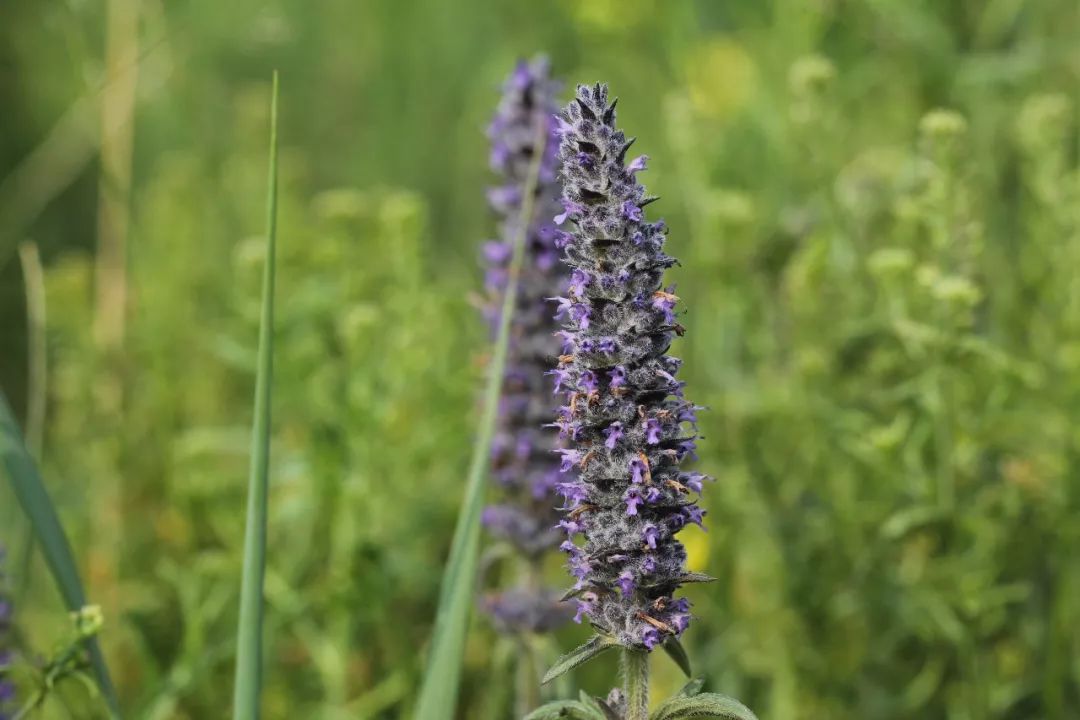 「百草园」芳香之息不减神奇药效——裂叶荆芥(八十四)