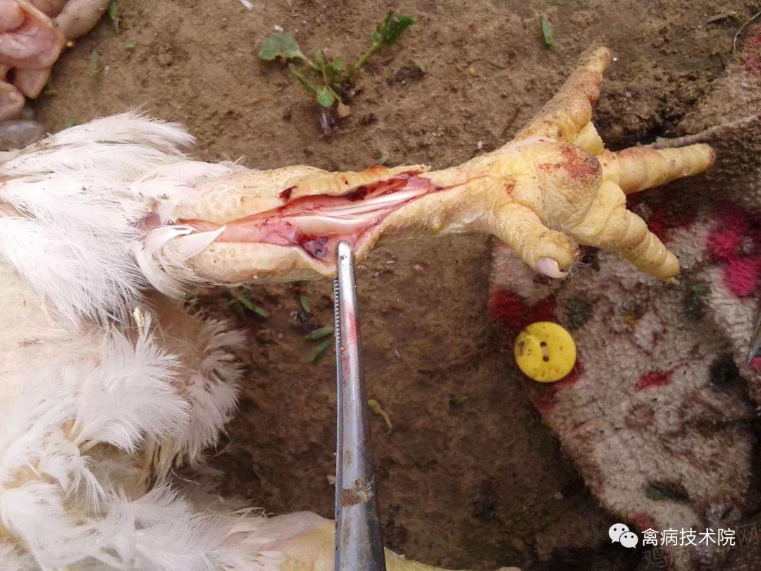 蛋鸡滑膜炎支原体的诊治—于正教你如何正确预防+治疗