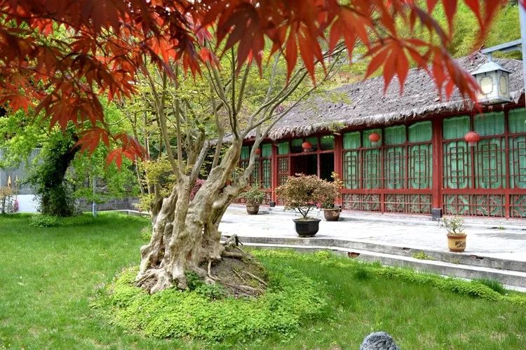 有了绿牌还能拥有大牌,有了绿牌再去拍蓝牌