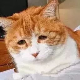 恒源祥和南极人一样卖吊牌吗,网购南极人服装是真货吗