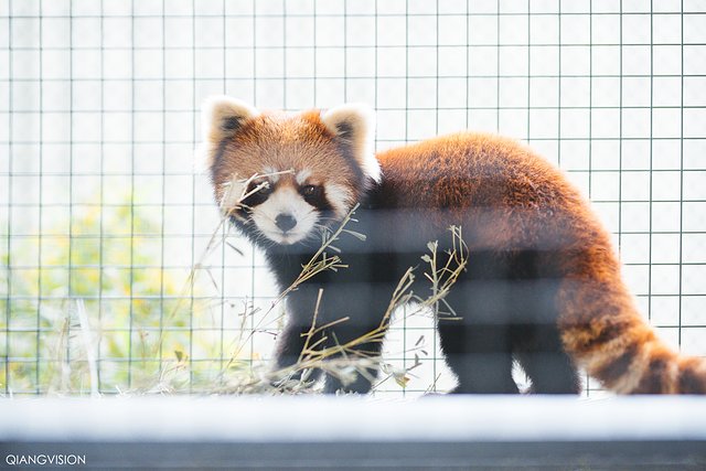 成都怎么玩一天一夜,如何在成都耍一天