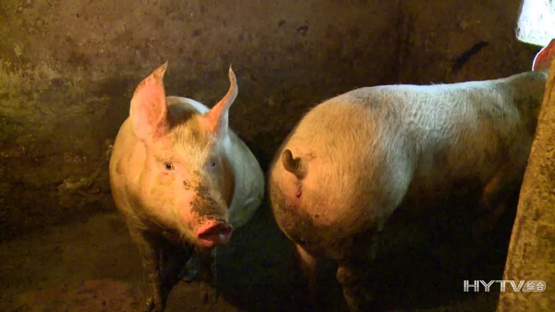 富泉镇胡叶村,汉源县决战脱贫攻坚