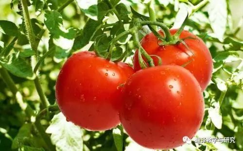 古代蔬菜水果传入中国的时间,各个朝代传入中国的蔬菜和水果