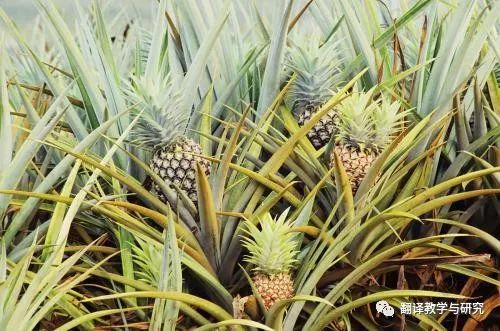 古代蔬菜水果传入中国的时间,各个朝代传入中国的蔬菜和水果