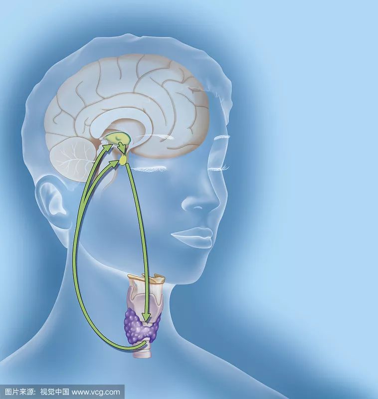 共享大医生｜下肢水肿是因为肾脏有问题吗？甲状腺肿瘤手术后终身服药会有副作用吗？