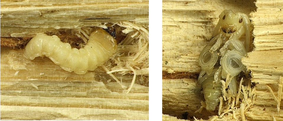 松树也变黄了,松树变红的原因