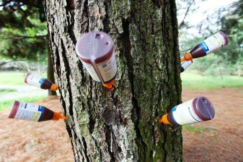 松树也变黄了,松树变红的原因