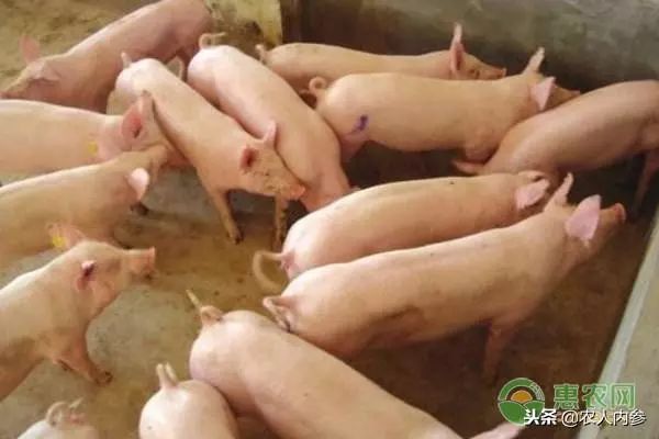 8月12日农产品批发价格,5月11日农产品批发价格