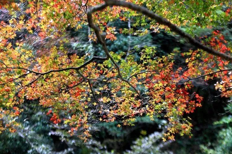 厦门云雾缭绕人间仙境山顶美景,厦门最美山上风景