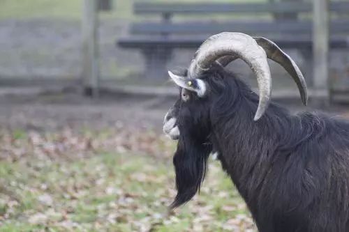 养殖黑山羊要种多少亩草,养殖50头黑山羊利润如何