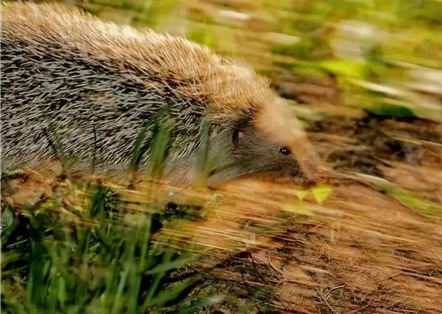 他做了15年自然测量员，只为得到更好的荒野