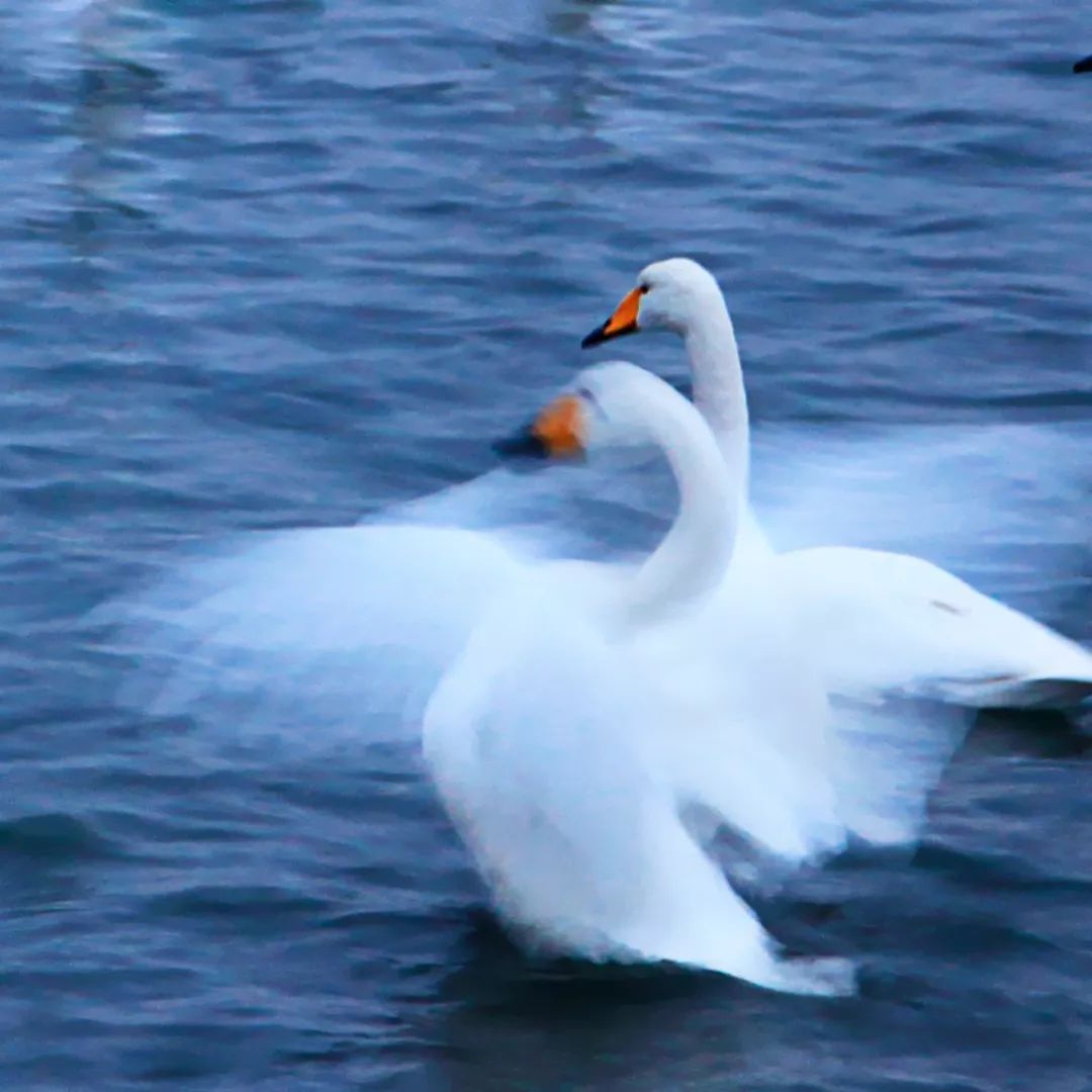 最具幸福感的县级市中唯一一座上榜的北方小城，光是海鲜就能吃到你激灵！