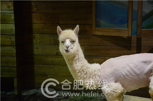 玛塔塔动物王国合肥,马塔塔动物王国室内