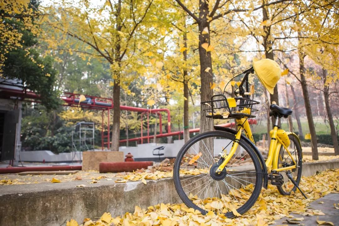“妈，我在华师看了一场金黄色的雪！”
